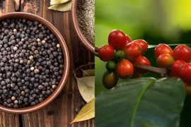 Cà phê tăng vọt 2.000-2.600 đồng/kg, hồ tiêu sụt giảm. Ảnh: Internet