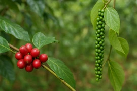 Ngày 22-11, giá cà phê và hồ tiêu tăng mạnh 1.000-1.500 đồng/kg.