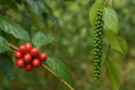 Ngày 22-11, giá cà phê và hồ tiêu tăng mạnh 1.000-1.500 đồng/kg.