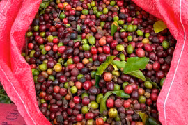 Trong 4 ngày, giá cà phê giảm tới 9.400 đồng/kg