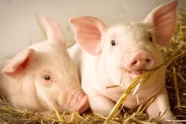 Giá heo hơi ngày 14-10 giảm nhẹ ở một số địa phương. Ảnh: Internet