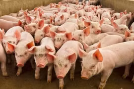 Ngày 7-10, giá heo hơi thấp nhất được ghi nhận tại Gia Lai với 50.000 đồng/kg. Ảnh: Internet