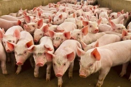 Ngày 7-10, giá heo hơi thấp nhất được ghi nhận tại Gia Lai với 50.000 đồng/kg. Ảnh: Internet