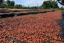 Giá cà phê đảo chiều giảm 1.800-2.200 đồng/kg trong ngày 23-11.