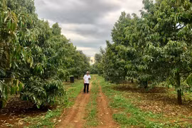 Chuẩn hóa sản xuất nông nghiệp để phục vụ xuất khẩu