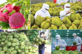 Xuất khẩu rau quả của Việt Nam đạt hơn 6,1 tỷ USD trong 9 tháng năm 2025. Ảnh: vtv.vn