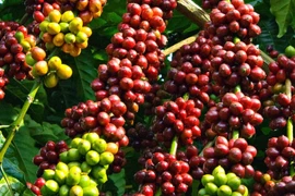 Giá cà phê trong nước ngày 4-12 dao động từ 104.500-105.500 đồng/kg. 