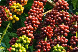 Giá cà phê trong nước ngày 4-12 dao động từ 104.500-105.500 đồng/kg. 