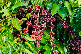 Ngày 26-11, giá cà phê trong nước tiếp tục “lao dốc”, giảm thêm 1.000-1.500 đồng/kg.