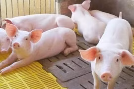 Ngày 5-10, giá heo hơi tại khu vực miền Bắc ghi nhận mức giảm nhẹ 1.000 đồng/kg ở một số địa phương như Hải Phòng, Hưng Yên, Ninh Bình. Ảnh: Internet