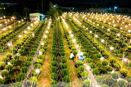 Lung linh làng hoa cúc Kiên Long sau bão lũ