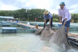 Nghề nuôi cá lồng bè trên sông Sê San đã tạo nên diện mạo mới cho vùng sông nước phía Tây Gia Lai. 