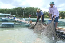 Nghề nuôi cá lồng bè trên sông Sê San đã tạo nên diện mạo mới cho vùng sông nước phía Tây Gia Lai. 