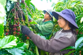 Ngày 12-12, giá cà phê giữ vững đà tăng