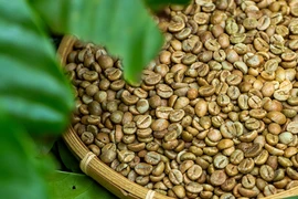 Giá cà phê lập đỉnh mới ở mốc 118.300 đồng/kg trong ngày 24-10. Ảnh: Internet