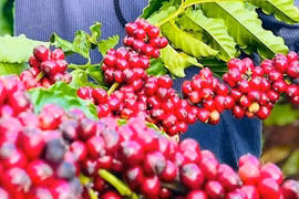 Ngày 11-10, giá cà phê ở Gia Lai giảm nhẹ 500 đồng/kg, xuống mức 114.000 đồng/kg. Ảnh: M.T