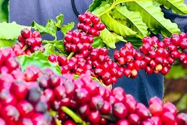 Ngày 11-10, giá cà phê ở Gia Lai giảm nhẹ 500 đồng/kg, xuống mức 114.000 đồng/kg. Ảnh: M.T