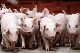 Giá heo hơi miền Bắc tiếp tục đi xuống, dao động 54.000-56.000 đồng/kg trong ngày 6-10. Ảnh: Internet