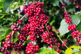 Ngày 1-10, giá cà phê trong nước giảm 500-1.000 đồng/kg. Ảnh: M.T