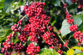 Ngày 1-2, giá cà phê giảm còn 100.000-100.900 đồng/kg