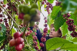 Ngày 21-12, giá cà phê và hồ tiêu khởi sắc trở lại