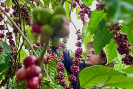 Ngày 21-12, giá cà phê và hồ tiêu khởi sắc trở lại