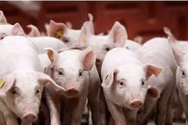 Ngày 16-10, giá heo hơi giảm 1.000 đồng/kg tại một số địa phương. Ảnh: Internet