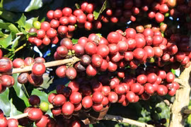 Mưa lớn kéo dài, giá cà phê tăng mạnh đến 4.100 đồng/kg trong ngày 19-11