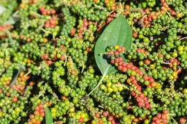 Hồ tiêu tăng giá nhẹ 500 đồng/kg tại nhiều địa phương trong ngày 18-11.