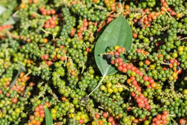 Giá hồ tiêu mất thêm 500-1.000 đồng/kg sau chuỗi ngày đi ngang