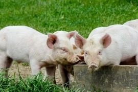 Giá heo hơi lùi về ngưỡng 70.000 đồng/kg trong ngày 28-12.