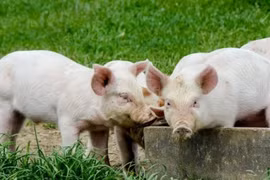 Giá heo hơi lùi về ngưỡng 70.000 đồng/kg trong ngày 28-12.