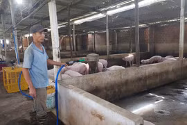 Người chăn nuôi xã Biển Hồ tích cực chăm sóc đàn heo thịt. Ảnh: N.D