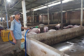 Người chăn nuôi xã Biển Hồ tích cực chăm sóc đàn heo thịt. Ảnh: N.D