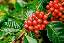 Giá cà phê tiếp đà tăng 200-500 đồng/kg, hồ tiêu giảm nhẹ