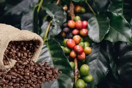 Ngày 5-10, giá cà phê tại các vùng trồng trọng điểm trong nước tăng từ 1.500-2.000 đồng/kg. Ảnh: Internet