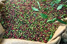 Giá cà phê giảm nhẹ, giao dịch cao nhất 111.500 đồng/kg