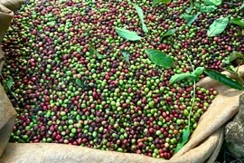 Giá cà phê giảm nhẹ, giao dịch cao nhất 111.500 đồng/kg