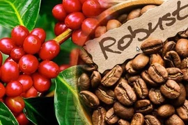 Giá cà phê trong nước ổn định, thế giới tăng mạnh trong ngày 22-10. Ảnh: Internet
