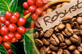 Giá cà phê trong nước ổn định, thế giới tăng mạnh trong ngày 22-10. Ảnh: Internet