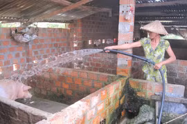 Giá heo hơi tăng mạnh 1.000-3.000 đồng/kg tại khu vực miền Trung-Tây Nguyên.