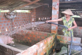 Giá heo hơi tăng mạnh 1.000-3.000 đồng/kg tại khu vực miền Trung-Tây Nguyên.