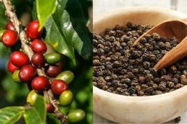 Ngày 4-11, giá cà phê và hồ tiêu cùng “lao dốc”. 