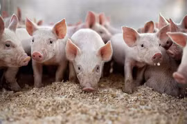 Giá heo hơi biến động trái chiều, cao nhất 69.000 đồng/kg