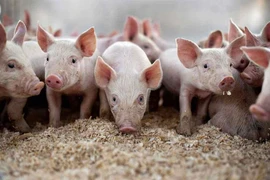 Giá heo hơi biến động trái chiều, cao nhất 69.000 đồng/kg