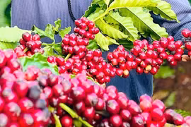 Ngày 6-10, giá cà phê trong nước ổn định, neo cao ở mức 117.000 đồng/kg. Ảnh: M.T