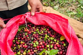 Ngày 27-11, giá cà phê đảo chiều tăng 1.000-1.800 đồng/kg.