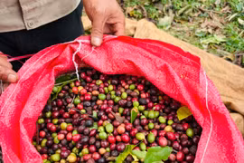 Ngày 27-11, giá cà phê đảo chiều tăng 1.000-1.800 đồng/kg.