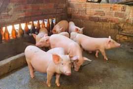 Giá heo hơi tiếp đà tăng, cao nhất 52.000 đồng/kg.