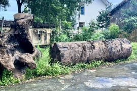 Một phần cây gỗ lạ được đưa về trụ sở Hạt Kiểm lâm huyện Phú Thiện (cũ) quản lý, chờ kết quả xác minh. Ảnh: M.K